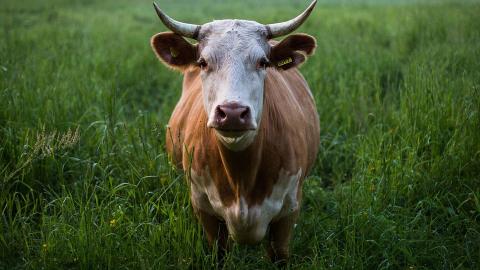 crisi del latte - CambiamoAgricoltura