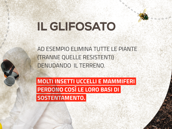 glifosato